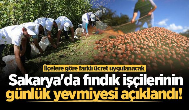 Sakarya'da fındık işçilerinin günlük yevmiyesi açıklandı! İlçelere göre farklı ücret uygulanacak
