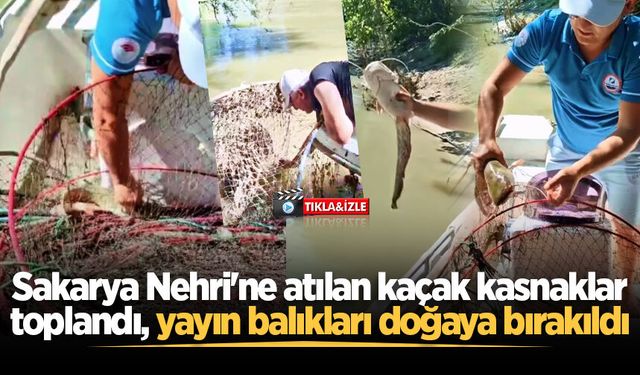 Sakarya Nehri'ne atılan kaçak kasnaklar toplandı, yayın balıkları doğaya bırakıldı