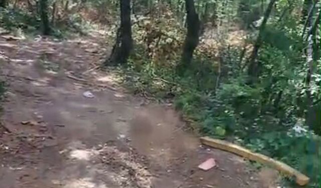 Hendek ormanlarında kritik dönüşüm: "Vahşi değil planlı"