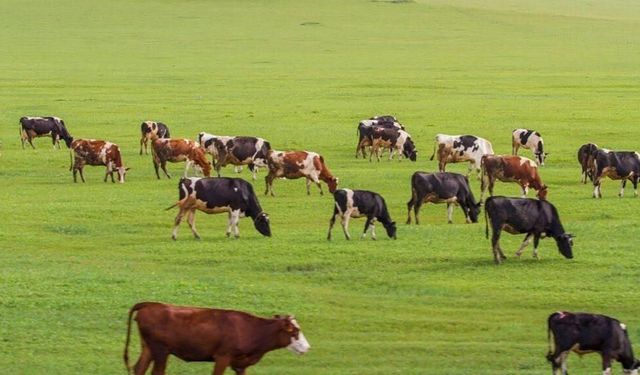 Sakarya Akademik Meslek Örgütleri Birliği'nden 221 dönümlük meranın konuta açılmasına tepki