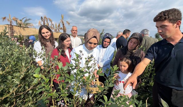 Bakan Göktaş yaban mersini topladı
