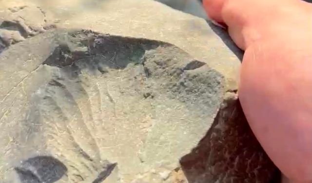 İznik Gölü kıyısında 70 milyon yıllık fosil bulundu
