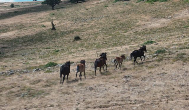 Yılkı atları, yaylalarda görüntülendi