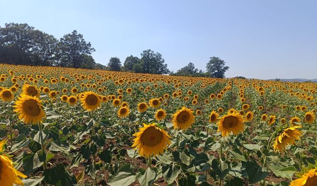 Ayçiçeği tarlaları görenleri hayran bırakıyor