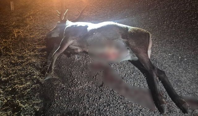 Otomobilin çarptığı geyik telef oldu
