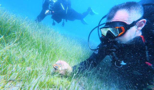 Karadeniz kıyılarındaki ilk su altı kazısında 2 bin 500 yıllık tarihe daldılar