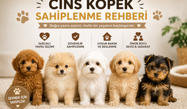 Cins Köpek Sahiplenmeden Önce Nelere Dikkat Edilmeli? Yavru Seçme Rehberi