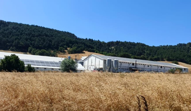 Hindi çiftliğinde yangın