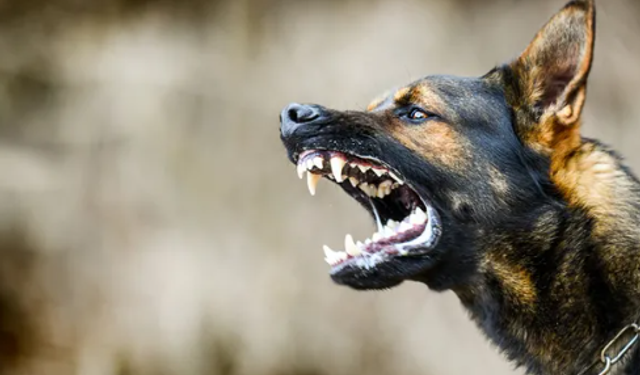 Köpek saldırısı kararı: Yüzde 37 malul kalan kadına 637 bin lira tazminat