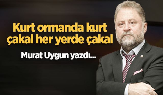 Kurt ormanda kurt, çakal her yerde çakal