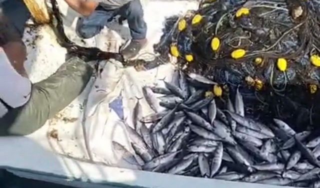 Palamut bereketi: Tekneler dolu dönüyor