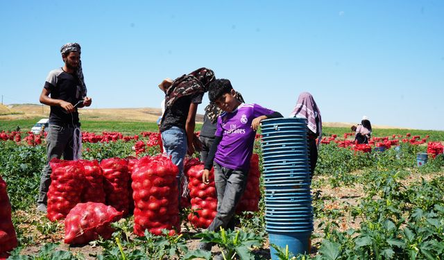 Türkiye’nin soğan ambarında hasat başladı