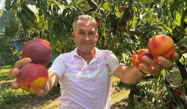 Ağustosta tarlada 10 liraya kadar düşmüştü, dalında 40 lirayı gördü