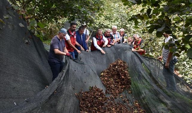 Fındık hasat filesi maliyetleri yüzde 80 düşürüyor