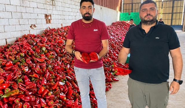 Kapya biberde bolluk fiyatlar düştü