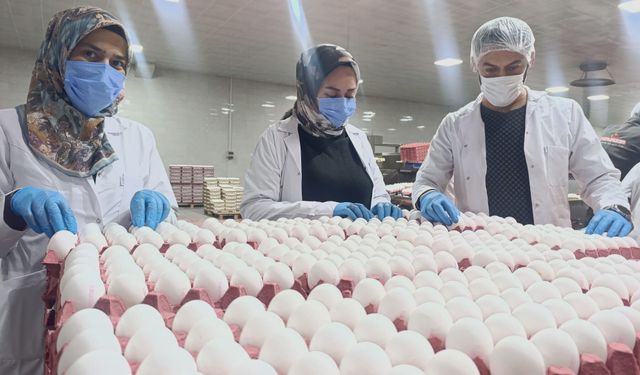 Yumurta üreticilerinin gözü Tahıl Koridoru'nda