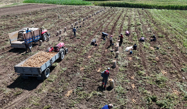 Tarlada 28 liradan alıcı bulan patates tüketiciye 40-45 liradan ulaşıyor