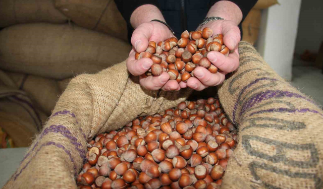 Fındık ihracatında miktar düştü, değeri arttı