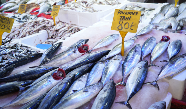 Karadeniz'de palamut patlaması: Tanesi 80 TL