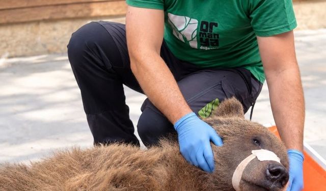 Yaralı ayıya Ormanya'da ilk müdahale yapıldı