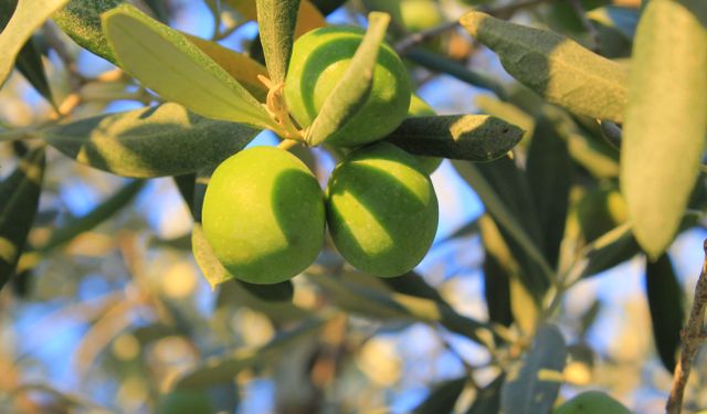 1 kilogram yağlık zeytinin maliyeti belli oldu
