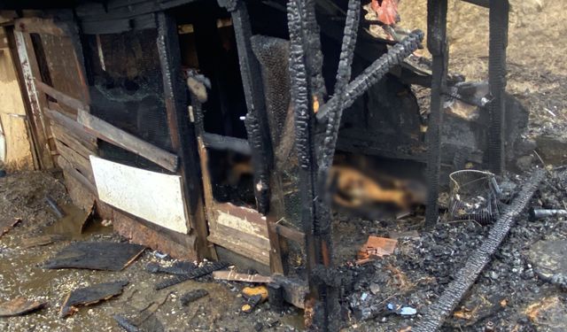 Ahır yangını: 34 hayvan telef oldu