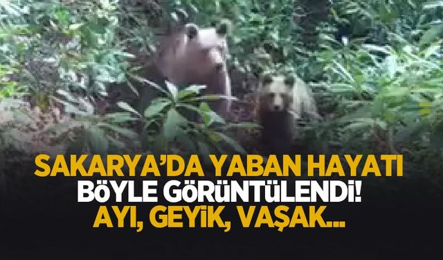 Sakarya'da yaban hayatı böyle görüntülendi! Ay, geyik, vaşak...