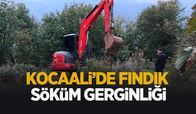 Kocaali'de fındık söküm gerginliği