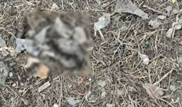 Bunun adı vahşet! Yavru kedilerin başını ve ayaklarını kestiler