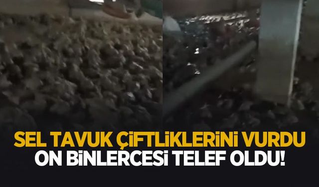Sel felaketi hayvancılığı da vurdu! Çiftliklerde büyük kayıp