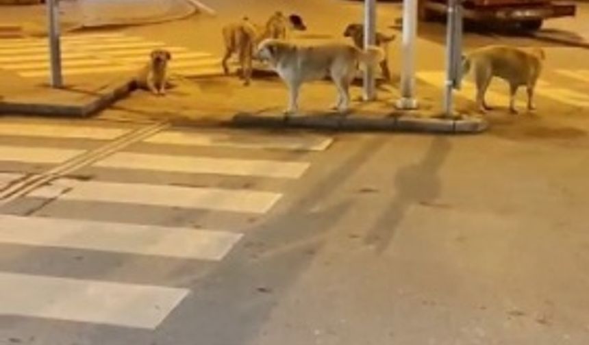 Sokak köpekleri esnaf ve vatandaşın korkulu rüyası oldu