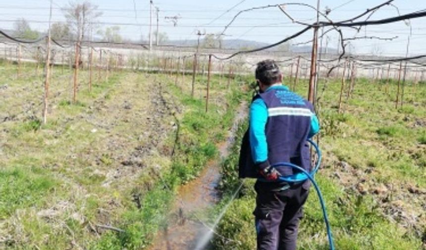 Sapanca’da larva ilaçlama çalışmasına başlandı