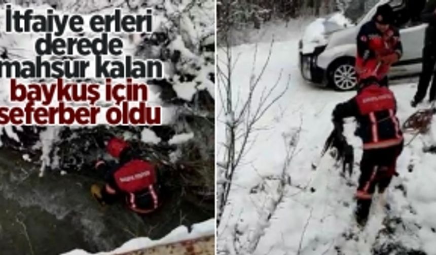 İtfaiye erleri derede mahsur kalan baykuş için seferber oldu