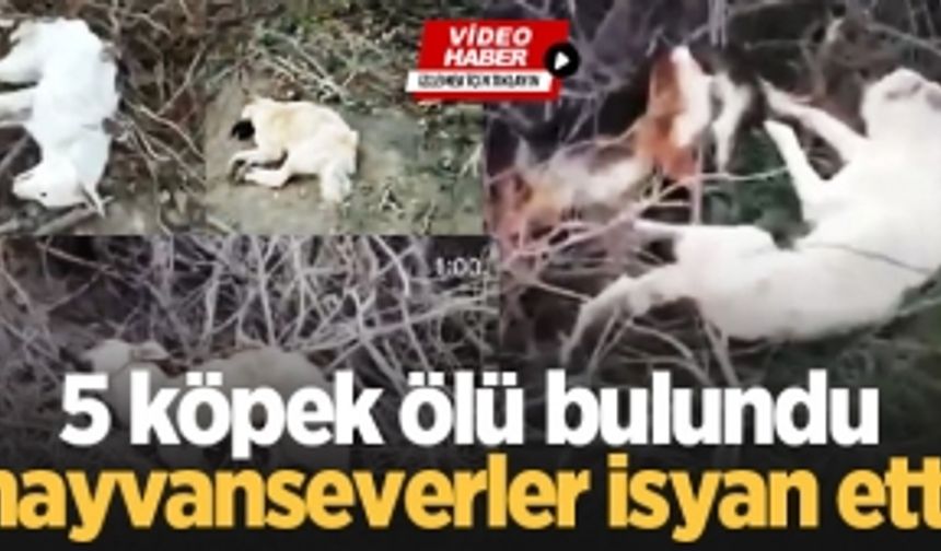 5 köpek ölü bulundu, hayvanseverler isyan etti