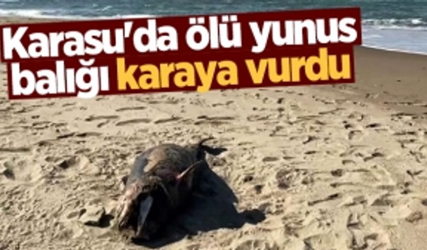 Karasu'da ölü yunus balığı karaya vurdu