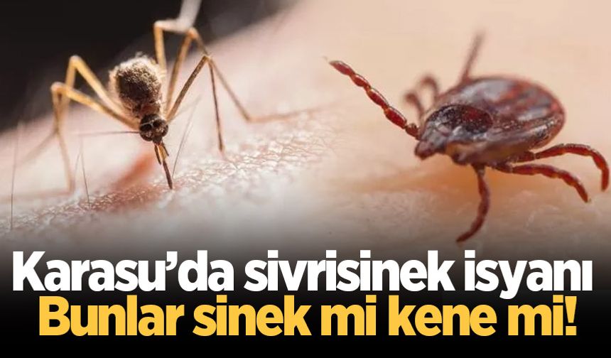 Karasu’da sivrisinek isyanı: Bunlar sinek mi kene mi!