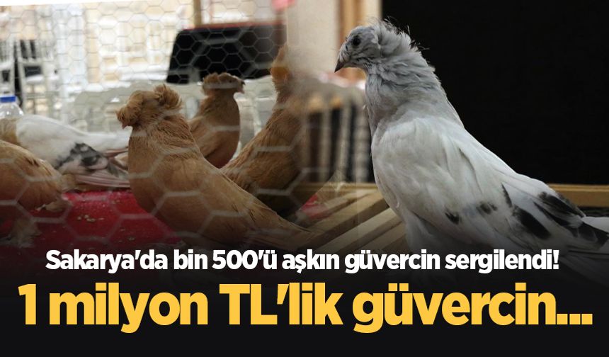 Sakarya'da bin 500'ü aşkın güvercin sergilendi! 1 milyon TL'lik güvercin...