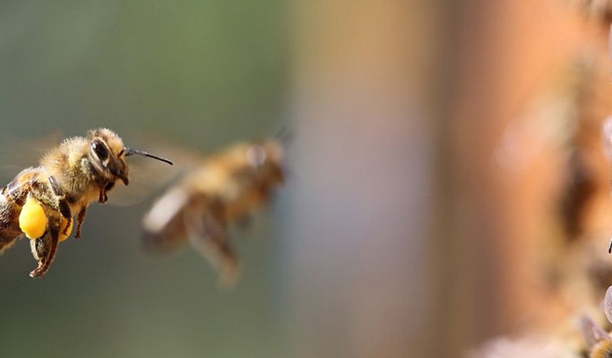 Kuraklık arıların dengesini değiştirdi: Kovanlarından çıktılar