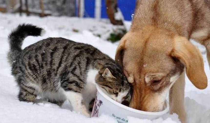 Veteriner Hekim Yıldız: Kış mevsiminde sokakta yaşayan köpek ve kedileri unutmayalım