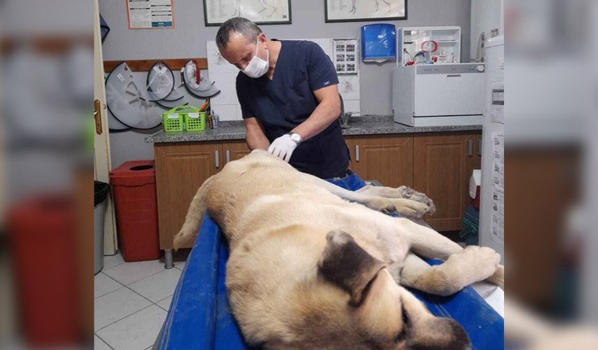 Veteriner hekim Yıldız evcil hayvanlarda kanser hakkında bilgilendirdi