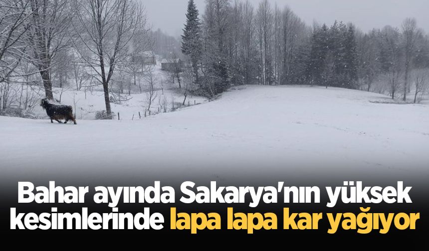 Bahar ayında Sakarya'nın yüksek kesimlerinde lapa lapa kar yağıyor