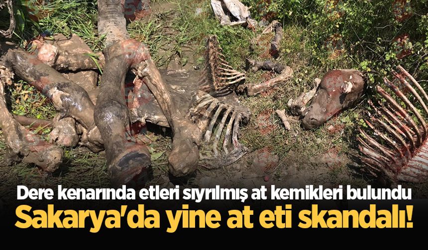 Sakarya'da yine at eti skandalı! Dere kenarında etleri sıyrılmış at kemikleri bulundu
