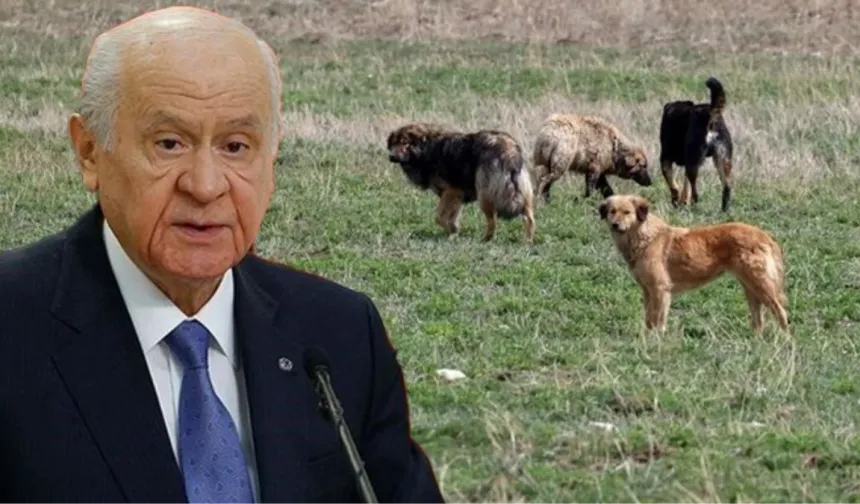 MHP Lideri Bahçeli: "MHP hayvan dostudur, köpeklerin öldürülmesine karşıyız"