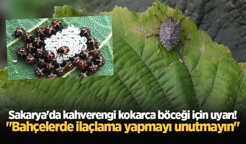 Sakarya'da kahverengi kokarca böceği için uyarı! "Bahçelerde ilaçlama yapmayı unutmayın"