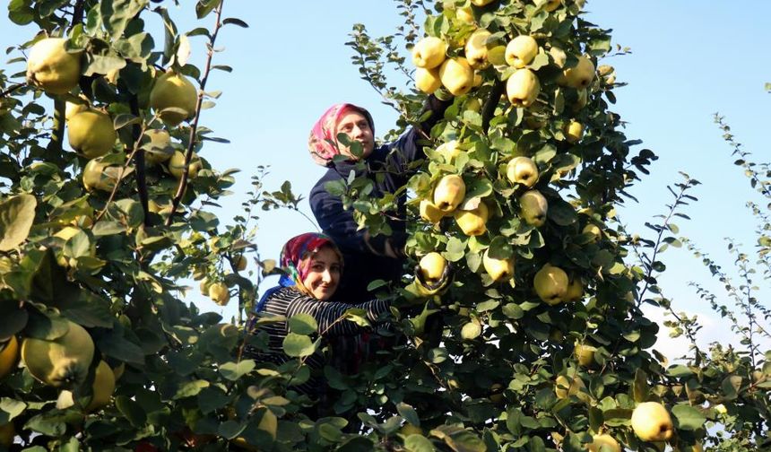 Dünyada rakibi yok: Dalların altın sarısında hasat zamanı