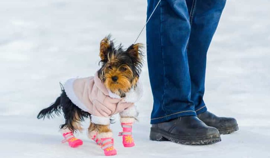 Kışın bahçede beslenen köpekler nasıl korunmalı?