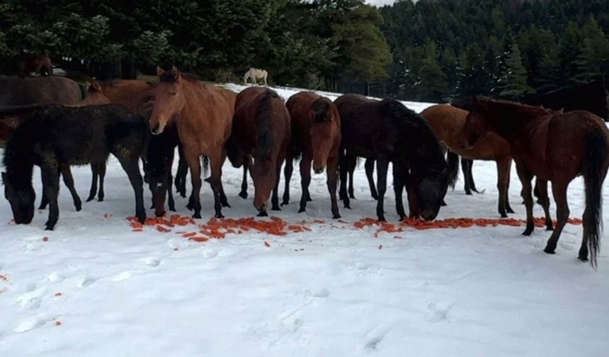 Yabani yılkı atlarını eliyle verdiği havuçlarla besledi