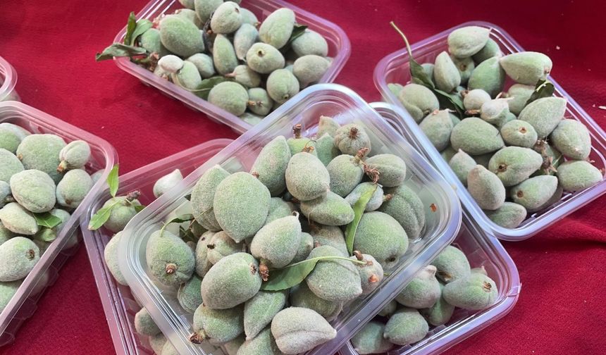 Badem çağlası, kilosu 600 liradan satılıyor