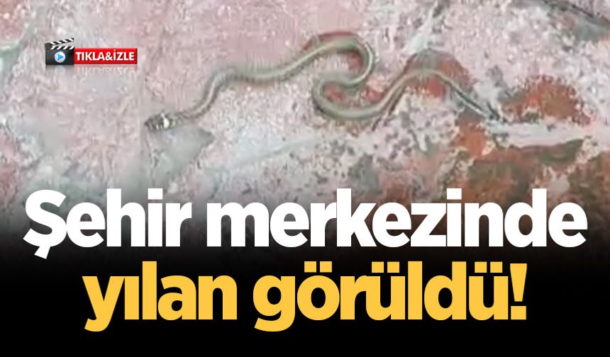 Şehir merkezinde 1,5 metrelik yılanı böyle görüntülediler