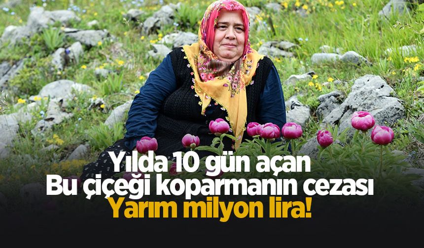 Bu çiçeği koparmanın cezası yarım milyon